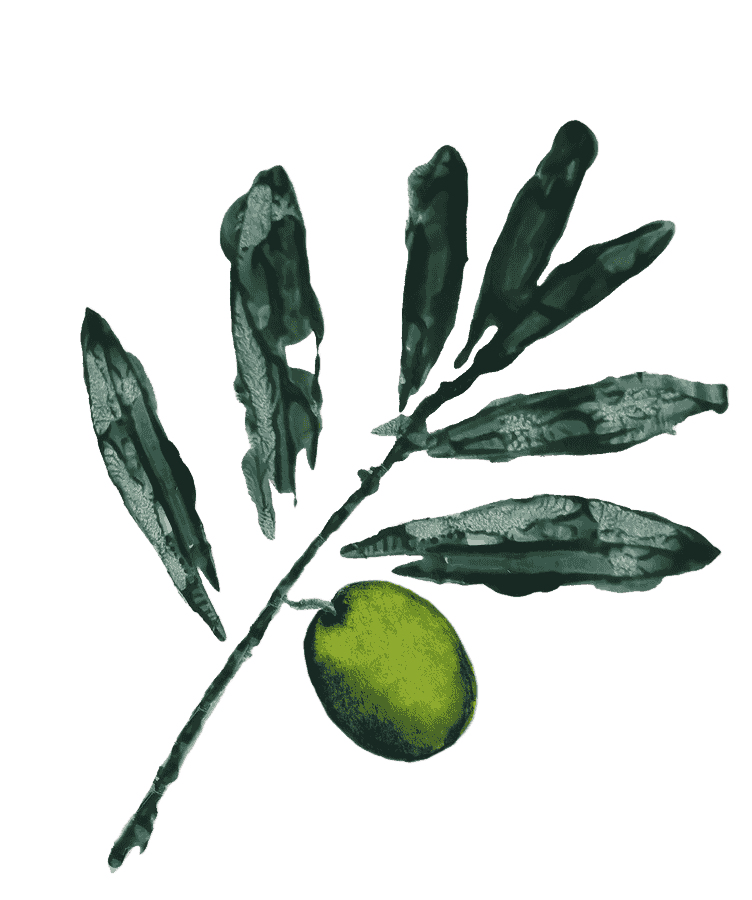 Ilustracija oljčne vejice