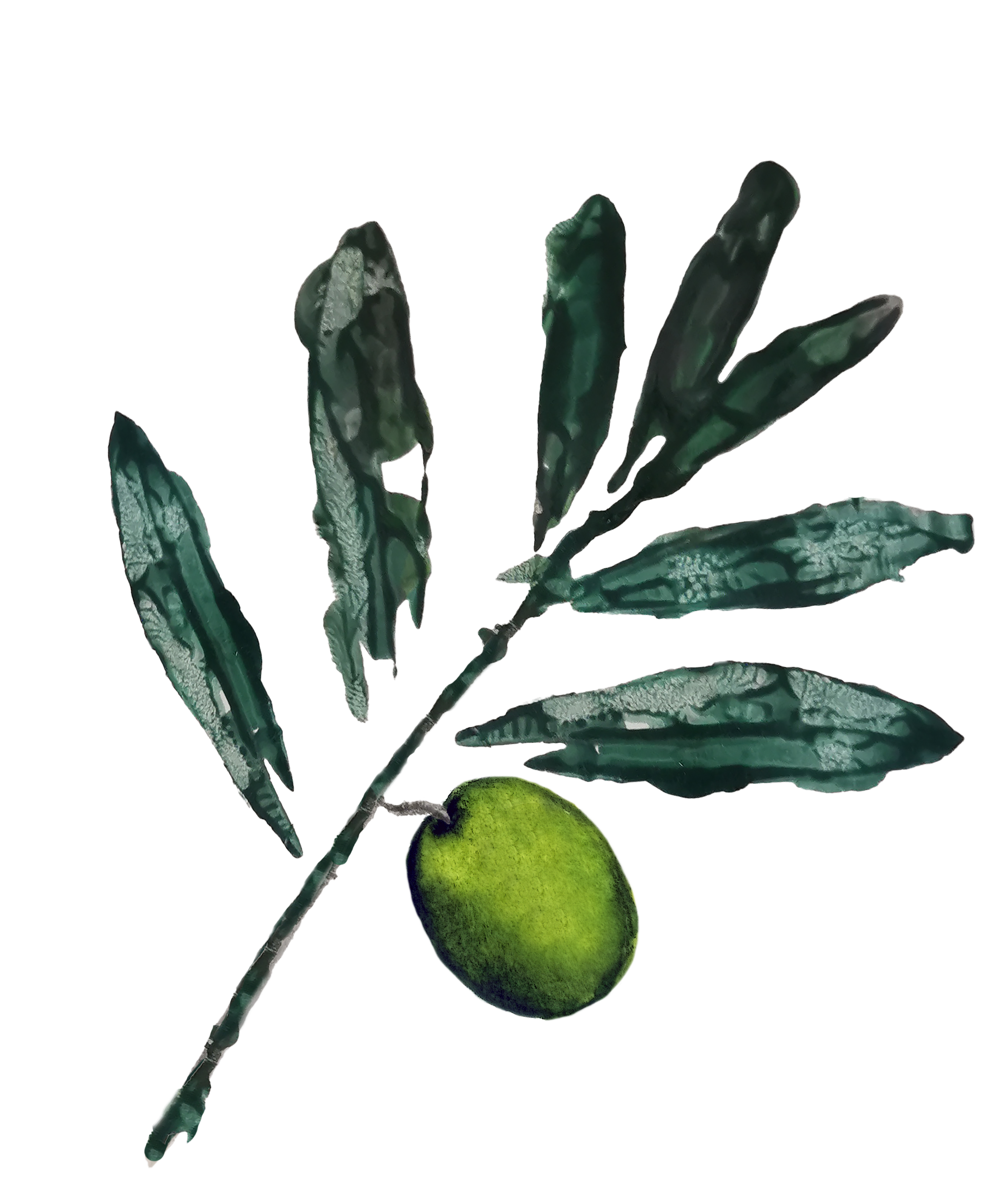 Ilustracija oljčne vejice