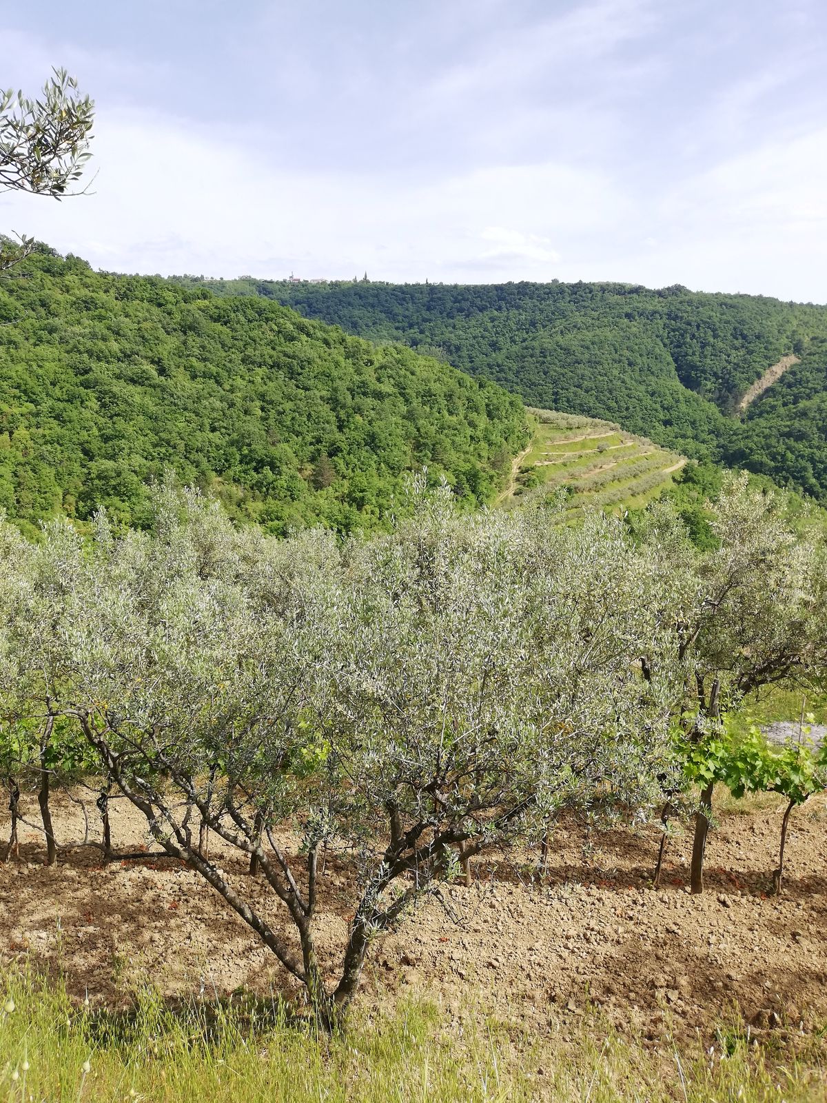 Terasasti oljčniki na hribu nad Padno